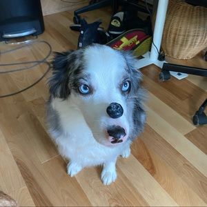 Meet your Posher, Paige